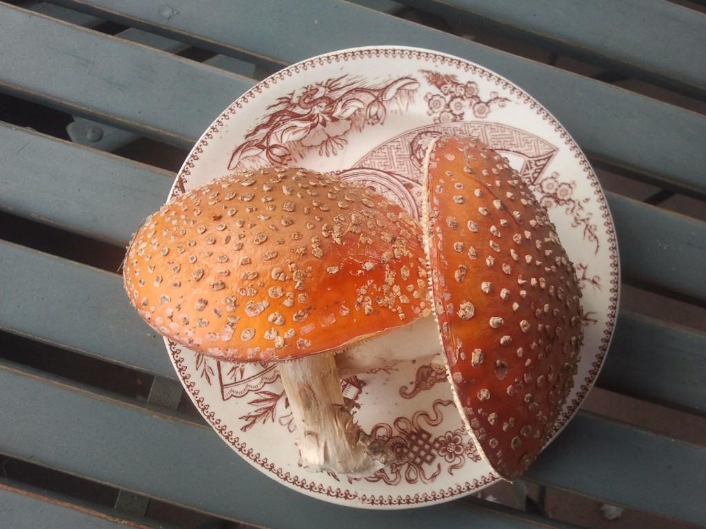 Amanita Muscaria Amanita Muscaria